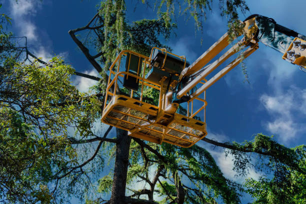 Best Arborist Consultation Services  in Kremmling, CO