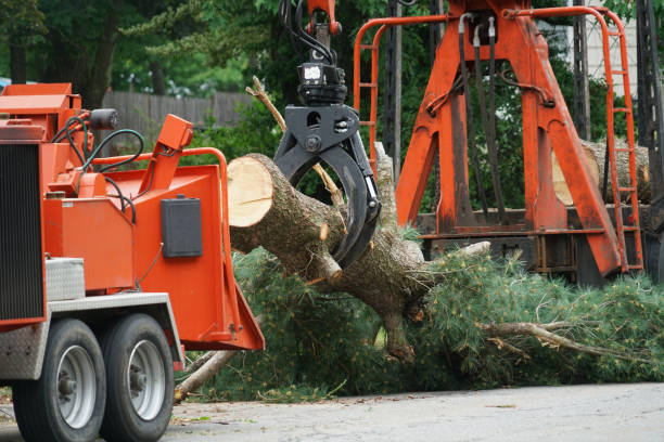 Best Tree Removal  in Kremmling, CO