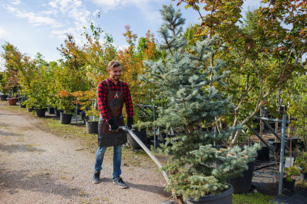 Best Hazardous Tree Removal  in Kremmling, CO