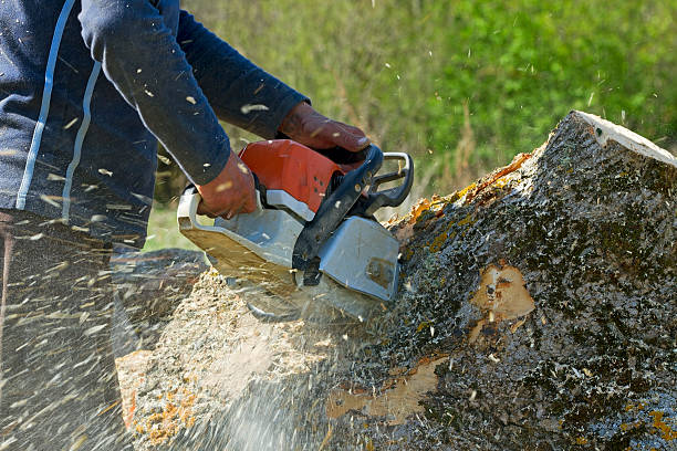 Best Utility Line Clearance  in Kremmling, CO