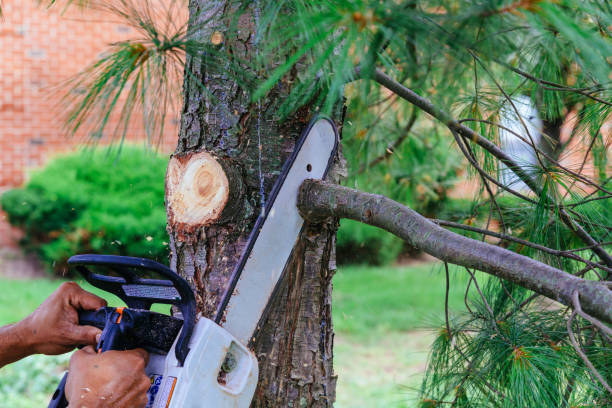 Best Tree Trimming and Pruning  in Kremmling, CO